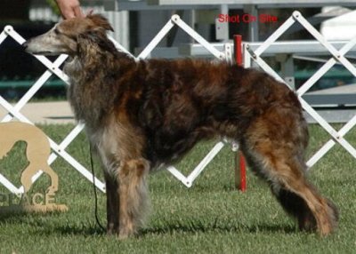 Winners Dog